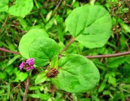 Image result for thazhuthama