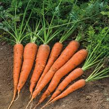 Danvers Carrot OP Old time favorite Orange color Seeds ...