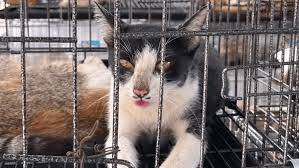 400 cats rescued in cat meat ring bust
