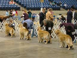 Image result for dog shows