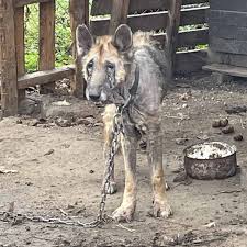 Dog finds second chance after abandonment