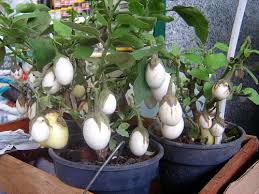 Resultado de imagen para solanum ovigerum