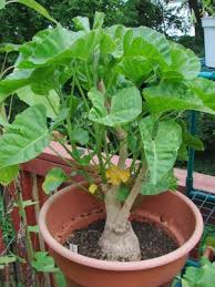 Image result for Ipomoea albivenia
