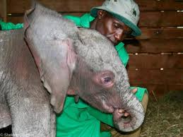 Sheldrick Wildlife Trust added... - Sheldrick Wildlife Trust