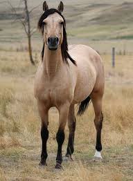 Image result for HORSE