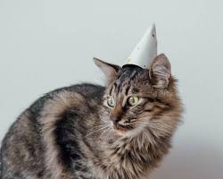 cat wearing a birthday hat and eating a treatの画像