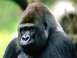 apes
