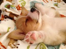 Image result for images of puppies sleeping