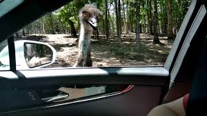 Drive Thru Zoo Oklahoma | TikTok