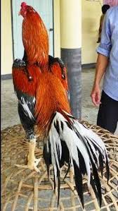 Hasil gambar untuk ayam bangkok