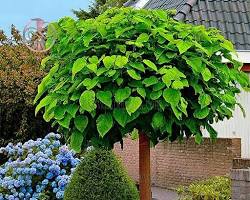 Image of درخت کاتالپا