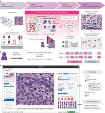 Enhancing Diagnostic Capabilities through Collaboration: A Framework for Pathologist-AI Partnership - 1