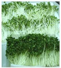 Image result for RAU MẦM CẢI XANH