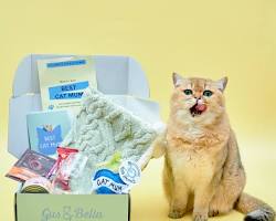 cat with a gift boxの画像