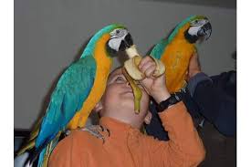 Image result for baby macaw parrot for sale