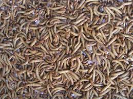 Résultat de recherche d'images pour "vers de farine"