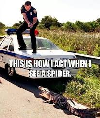 Scared of spiders! | Life quotes | Pinterest | Spiders, Cas and Lol via Relatably.com