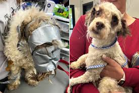 Missing Nebraska Dog Found 'Wrapped in Duct Tape' and Left ...
