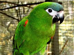 Image result for macaw parrot hd