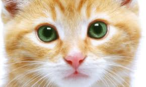 Image result for animals