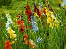 Risultati immagini per prato pieno di tanti fiori colorati