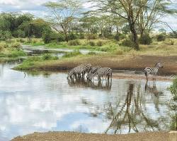 پارک ملی سرنگتی تانزانیا - تور آفریقا