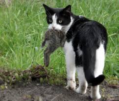 Image result for cats