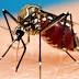 Rain may be helping cut down on mosquito population in Lexington