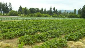 Image result for Agriculture and health