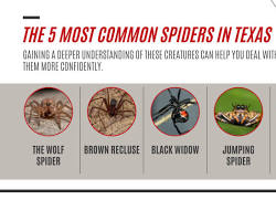 Image of various Texas spiders