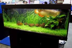 Image result for arowana fish collections