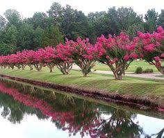 Image result for pictures of rows of crepe myrtle in bloom