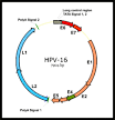 Hpv type 16