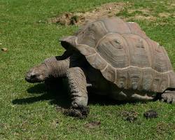 Image de Tortues géantes des Galapagos