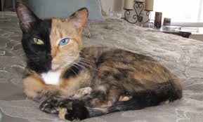 Bildergebnis für janus cat