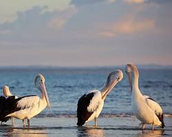 Australian pelican on the coast的圖片