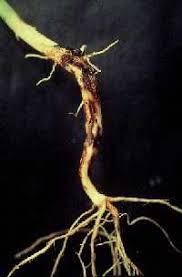 fusarium wilt ile ilgili görsel sonucu
