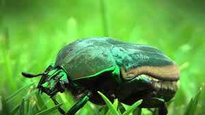 Résultat de recherche d'images pour "metallic green fig beetle"