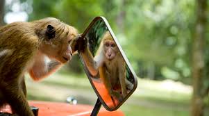 Image result for MONKEYS