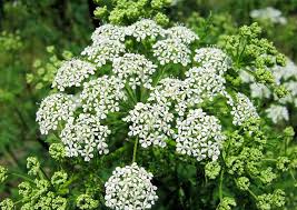 Αποτέλεσμα εικόνας για κύμινο φυτό