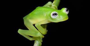 Image result for the frogs