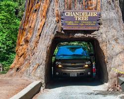 Image of Californian Redwood Forest