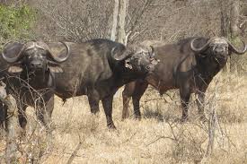 Image result for cape buffalo