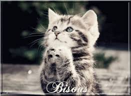 Résultat de recherche d'images pour "gifs gratuits il pleut bisous chatons humour"