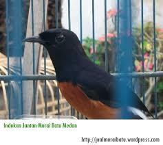 Hasil gambar untuk murai batu