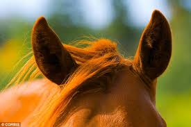 Image result for HORSE