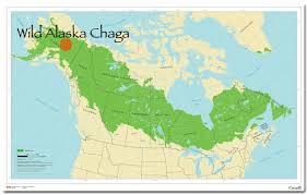 Image result for chaga mushroom images