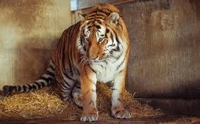 Yorkshire Wildlife Park: Tiger victim ‘danced before jumping’ into enclosure — The Telegraph