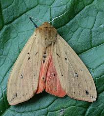 Image result for wooly bears