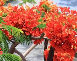 カラフルな花が咲く沖縄の道の画像